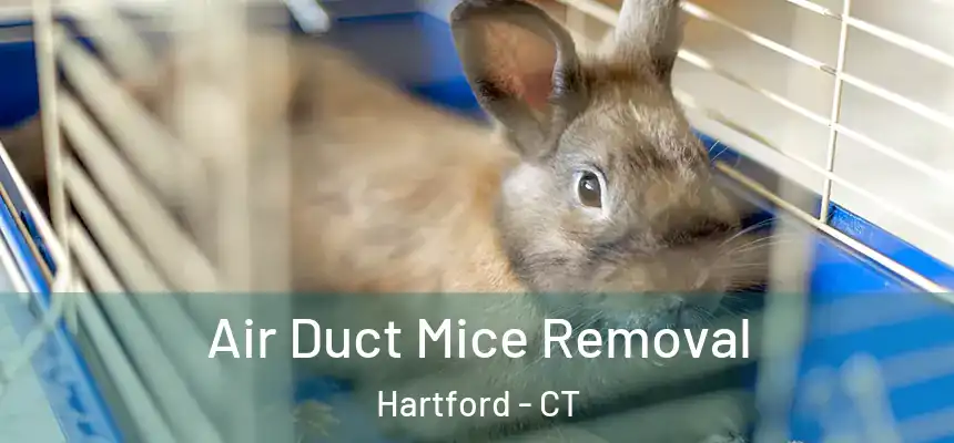  Air Duct Mice Removal Hartford - CT